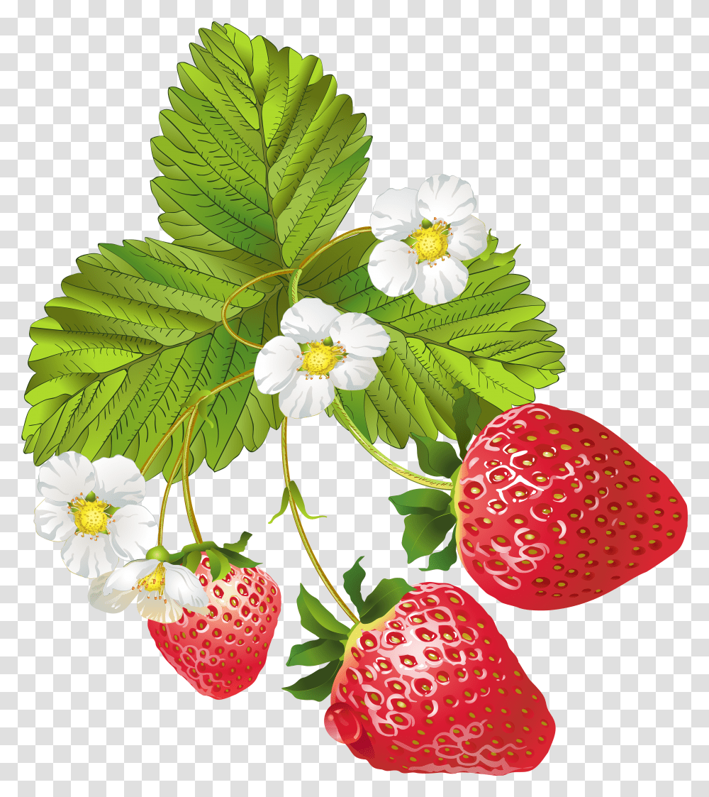 Flower Picture Freeuse Library Strawberry Plant Clip Art Transparent Png