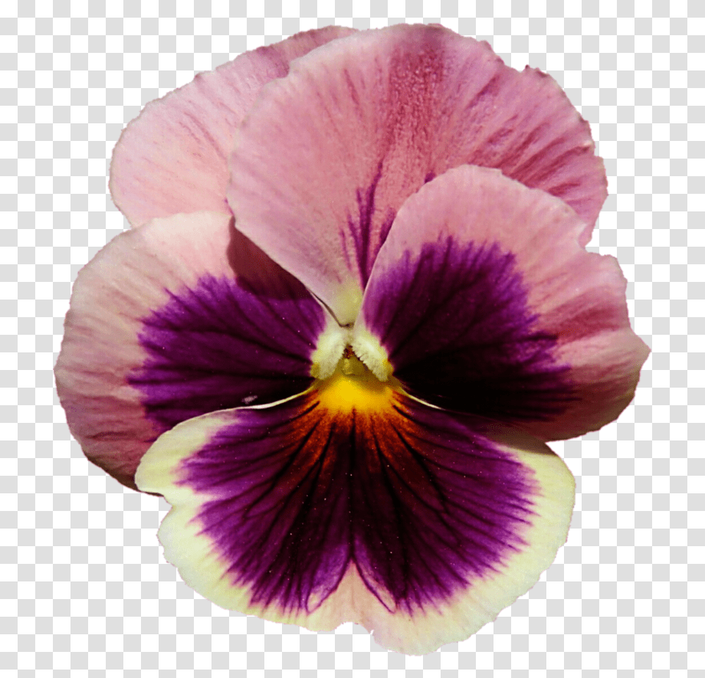 Flower Picture Freeuse Pansy Background, Plant, Blossom, Geranium, Petal Transparent Png