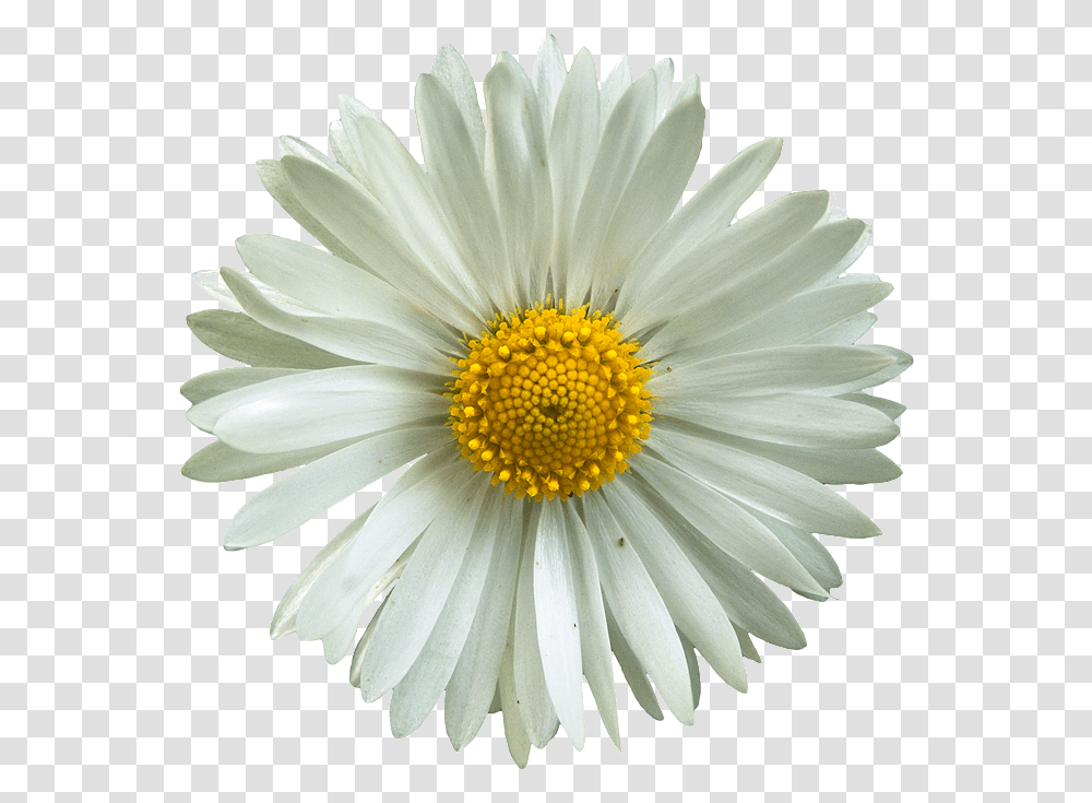 Flower Pictures Collage And Examples Daisies, Plant, Daisy, Blossom, Pollen Transparent Png