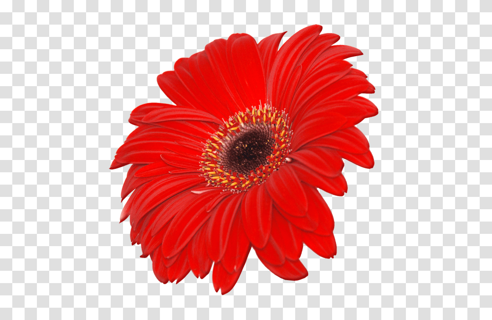 Flower Pictures, Plant, Daisy, Daisies, Blossom Transparent Png