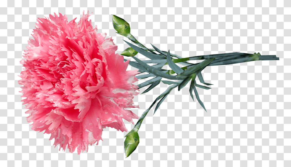 Flower Pink Carnation Pink Carnation, Plant, Blossom Transparent Png