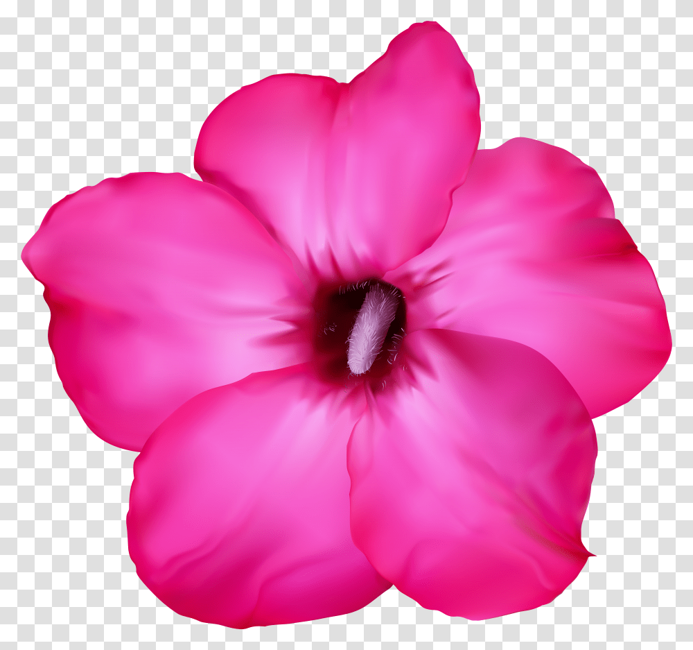 Flower Pink Clip Art Image Desert Flower Desert Rose Transparent Png
