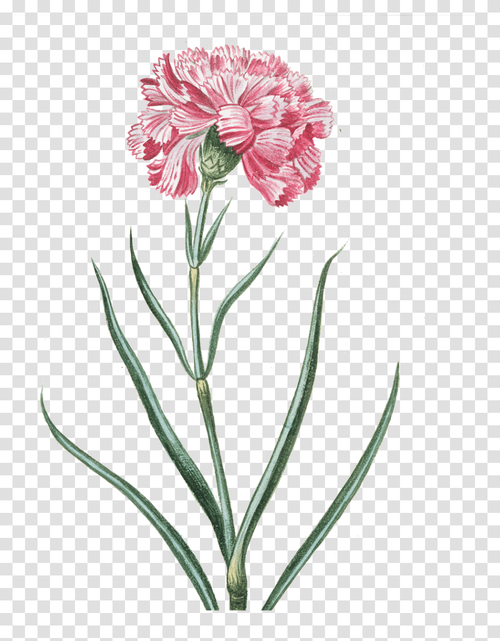 Flower Pink Flower Botany Of Carnation, Plant, Blossom Transparent Png