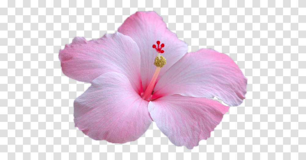 Flower Pink Free Image On Pixabay Pink Hibiscus, Plant, Blossom, Geranium, Person Transparent Png