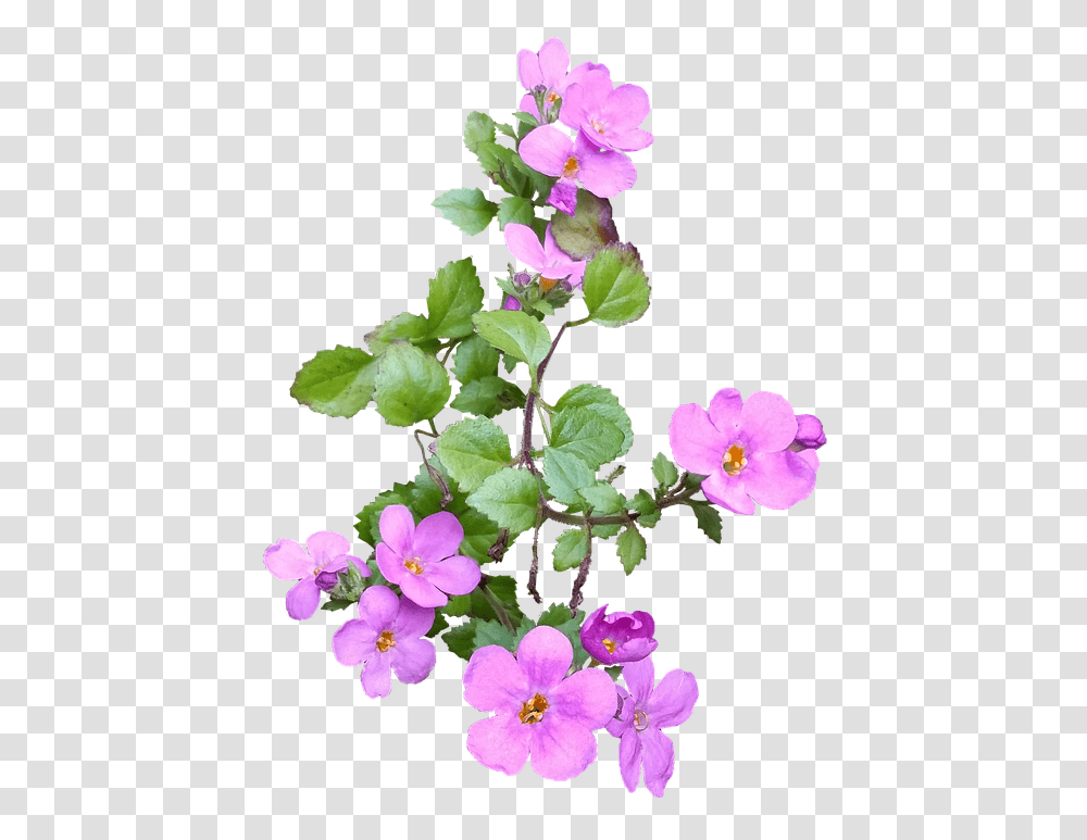 Flower Pink Ground Cover Flower Left, Geranium, Plant, Blossom, Acanthaceae Transparent Png