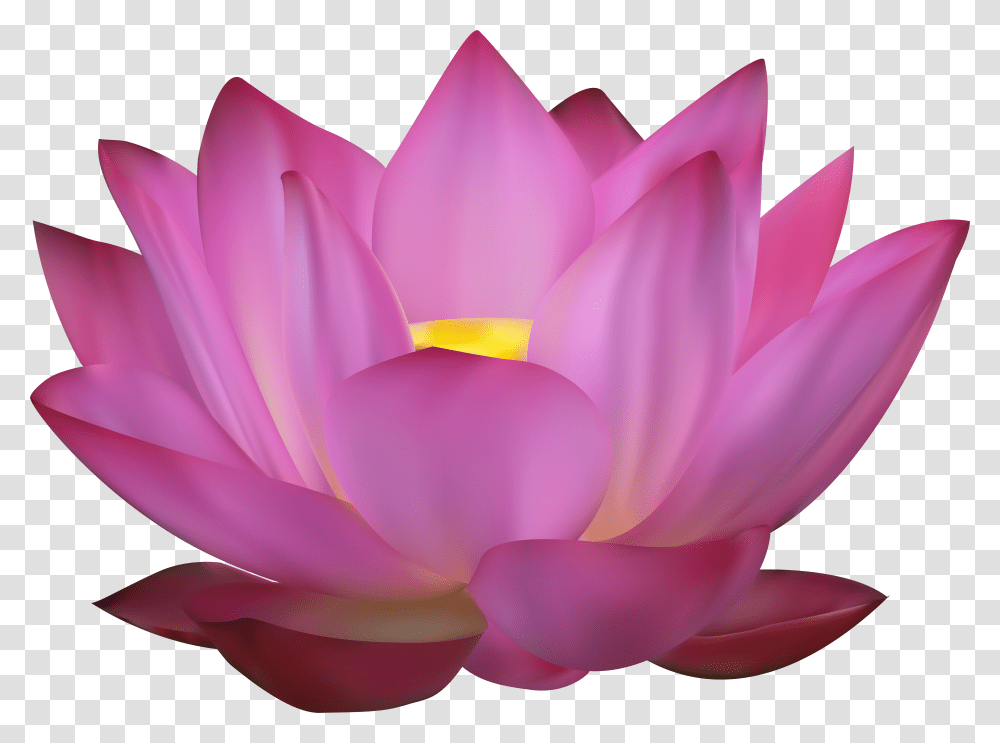 Flower Pink Lotus Transparent Png