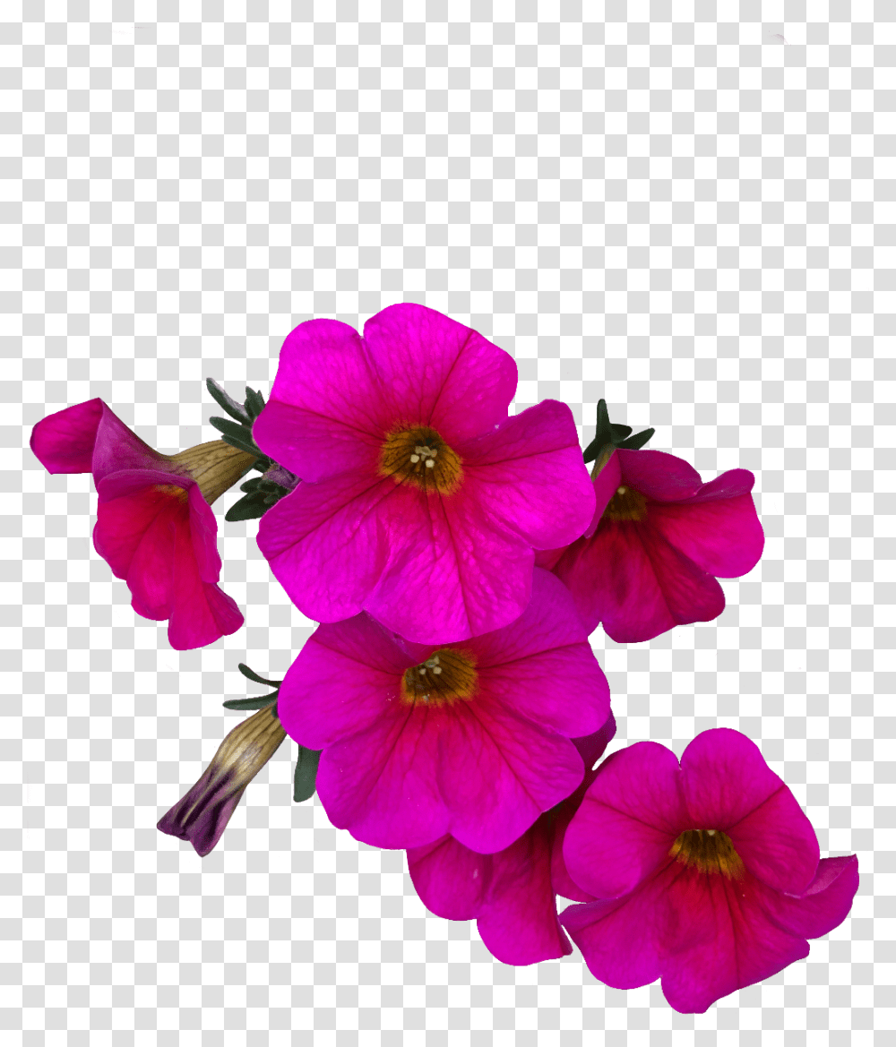 Flower Pink Petunia Freetoedit Petunia, Geranium, Plant, Blossom, Petal Transparent Png