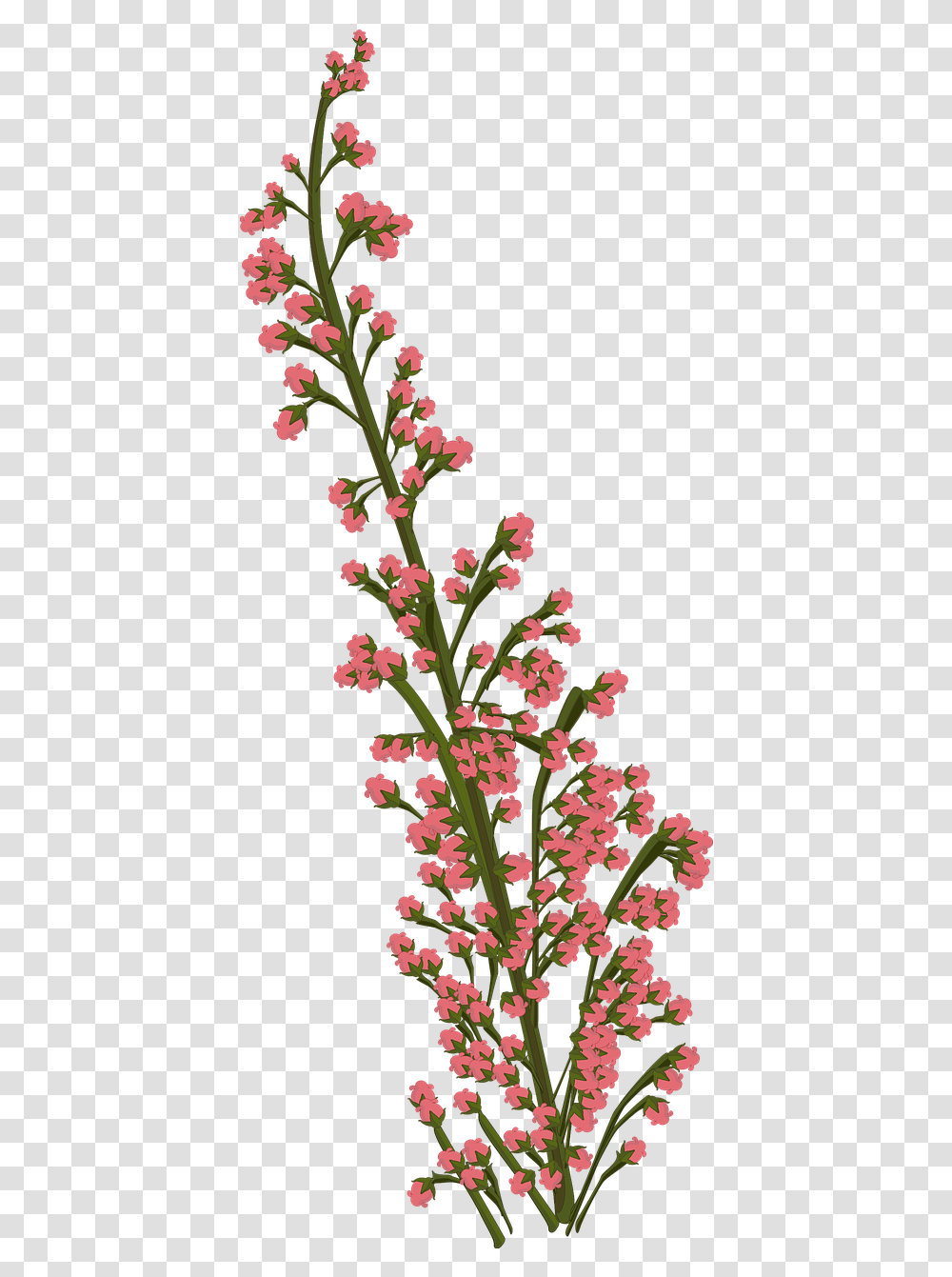 Flower Pink Plant Free Image On Pixabay Floral Cc0, Blossom, Acanthaceae, Vase, Jar Transparent Png