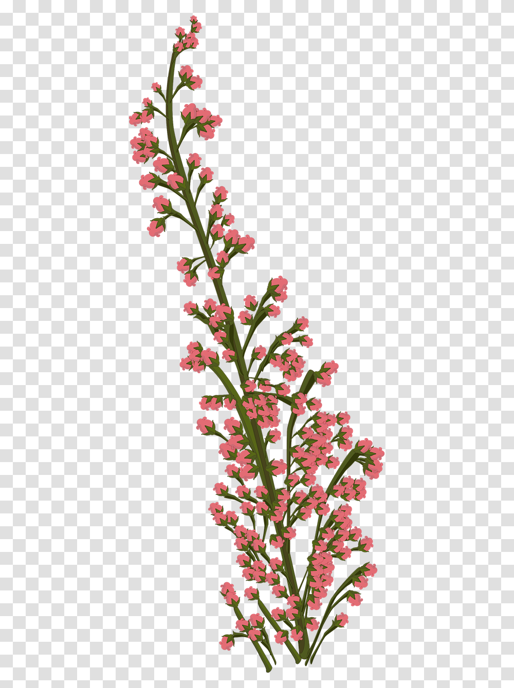 Flower Pink Plant Free Photo Flowers Drawing, Blossom, Acanthaceae, Vase, Jar Transparent Png