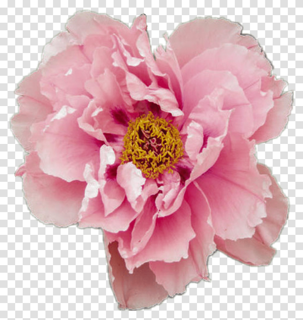 Flower Pink Pretty Tumblr Pastel Rose Itoh Peony First Arrival, Plant, Blossom, Carnation, Petal Transparent Png