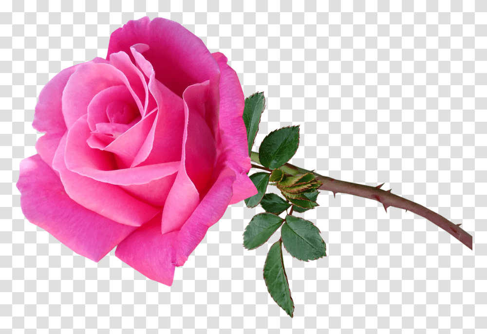 Flower Pink Rose Free Image On Pixabay Lovely, Plant, Blossom Transparent Png