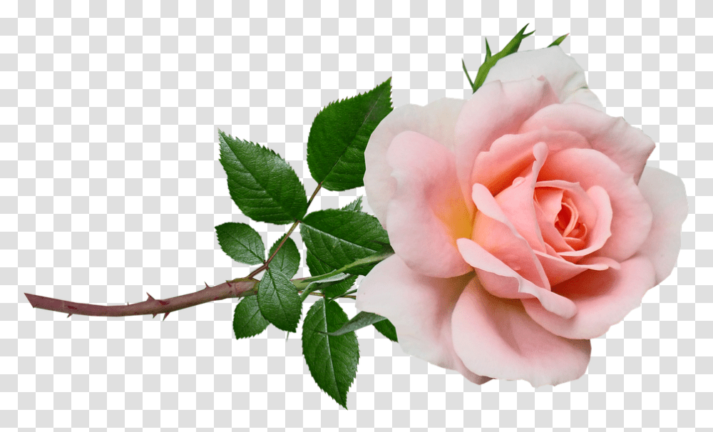 Flower Pink Rose Free Image On Pixabay Pink Rose, Plant, Blossom, Leaf, Petal Transparent Png