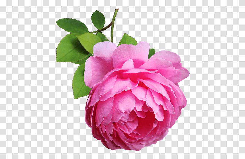 Flower Pink Rose Free Photo On Pixabay Floribunda, Plant, Blossom, Peony, Petal Transparent Png