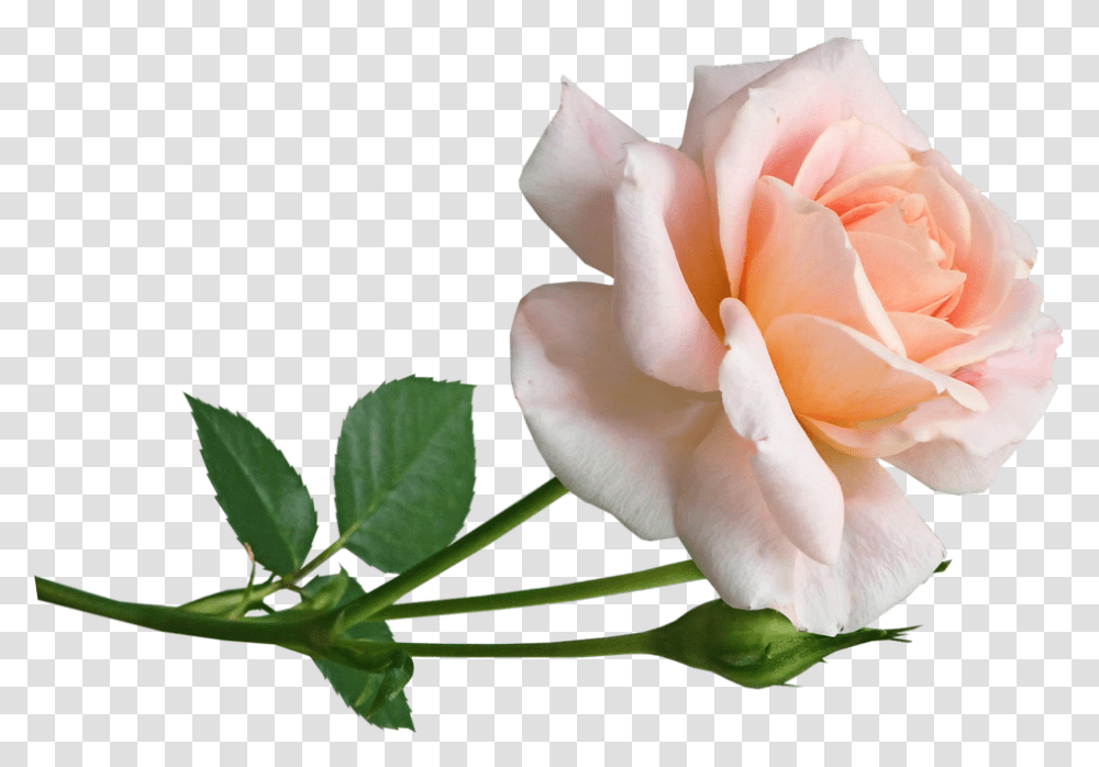 Flower Pink Rose Free Photo On Pixabay Fresh, Plant, Blossom, Petal, Geranium Transparent Png