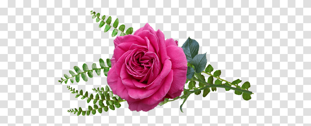 Flower Pink Rose Free Photo On Pixabay Rose, Plant, Blossom, Petal, Geranium Transparent Png