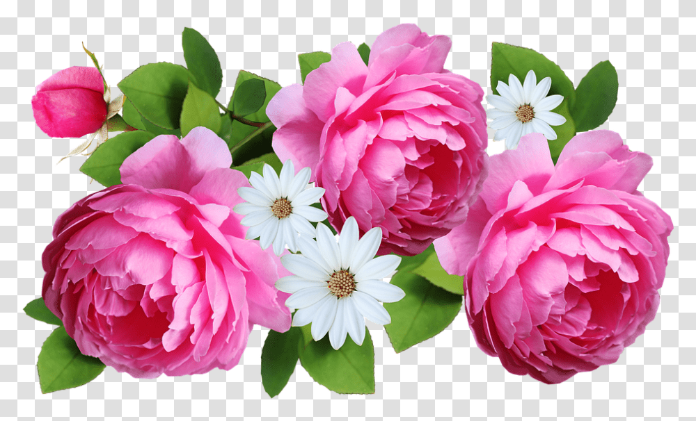 Flower Pink Roses Free Image On Pixabay Flower, Plant, Blossom, Peony, Petal Transparent Png