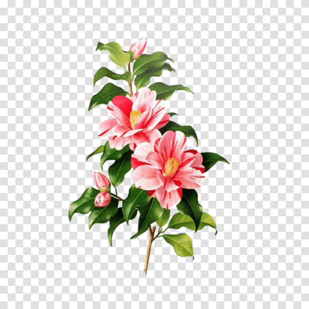 Flower Pink Spring Overlay Free Edits Edit Kpopedit, Plant, Blossom, Amaryllis Transparent Png