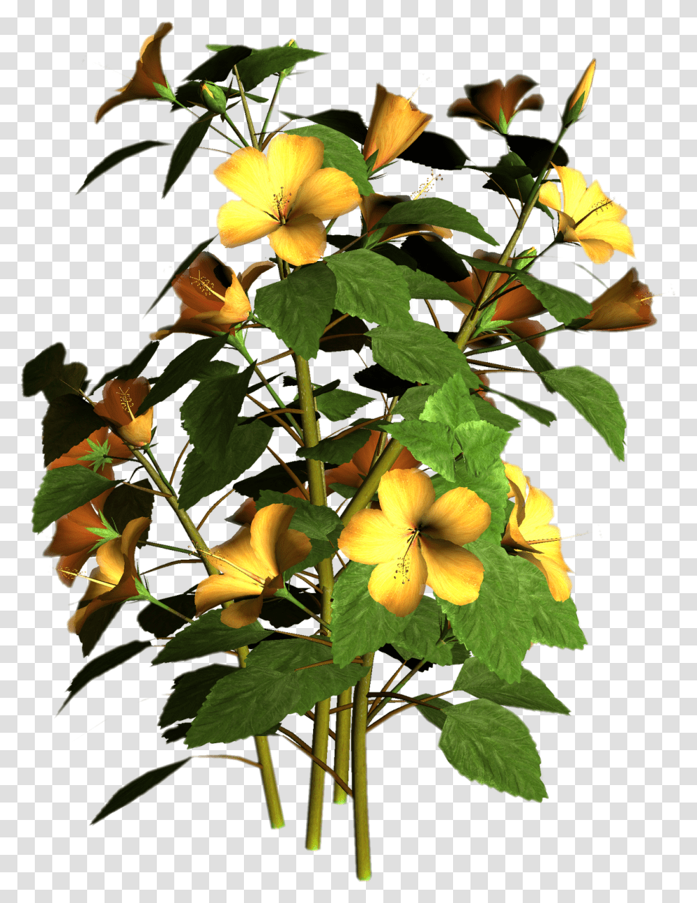 Flower Plant, Acanthaceae, Blossom, Leaf, Tower Transparent Png