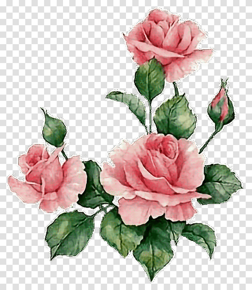 Flower, Plant, Blossom, Carnation, Rose Transparent Png