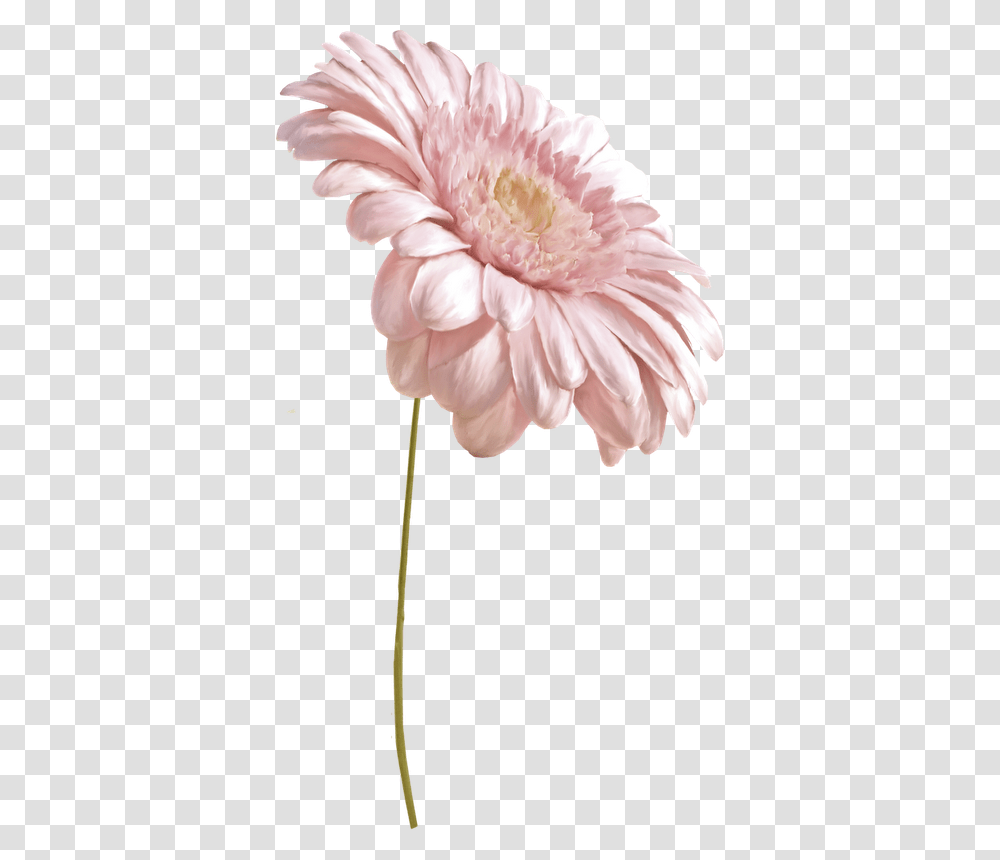 Flower, Plant, Blossom, Dahlia, Petal Transparent Png