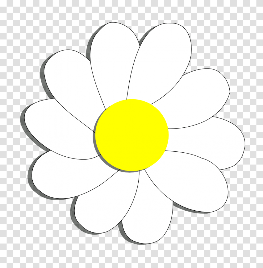 Flower, Plant, Blossom, Daisy Transparent Png