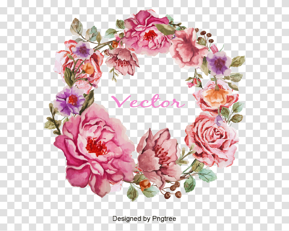 Flower, Plant, Blossom, Flower Arrangement, Carnation Transparent Png