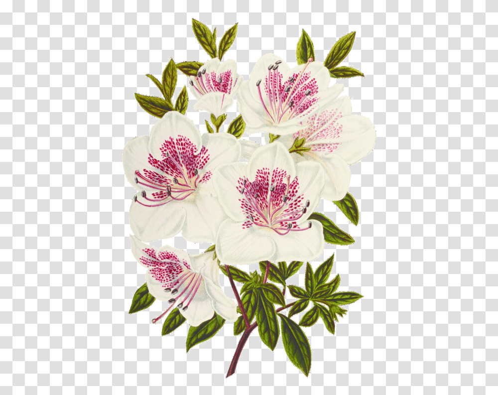 Flower, Plant, Blossom, Geranium, Flower Arrangement Transparent Png