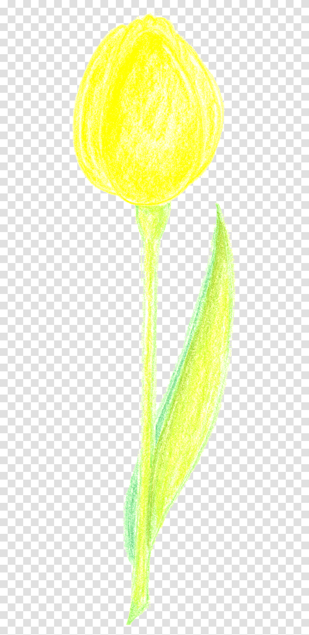 Flower, Plant, Bud, Sprout, Produce Transparent Png