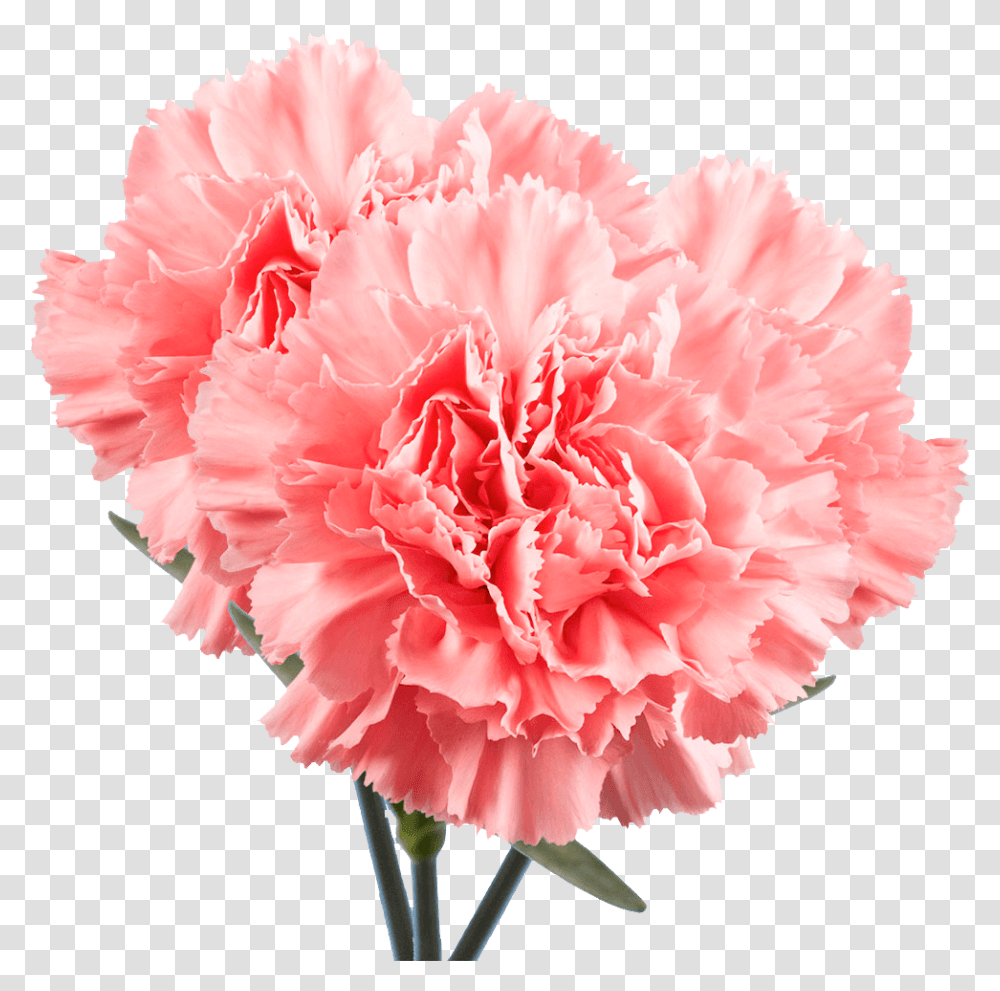 Flower, Plant, Carnation, Blossom Transparent Png