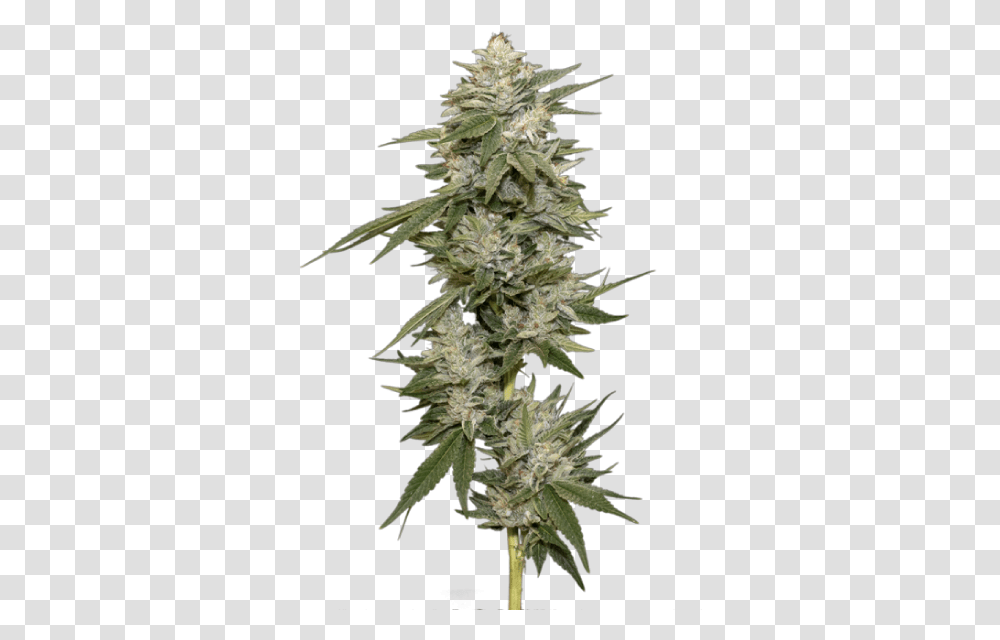 Flower, Plant, Christmas Tree, Ornament, Weed Transparent Png