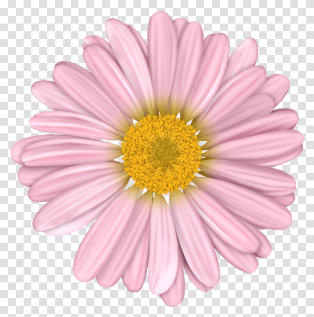 Flower, Plant, Daisy, Daisies, Blossom Transparent Png