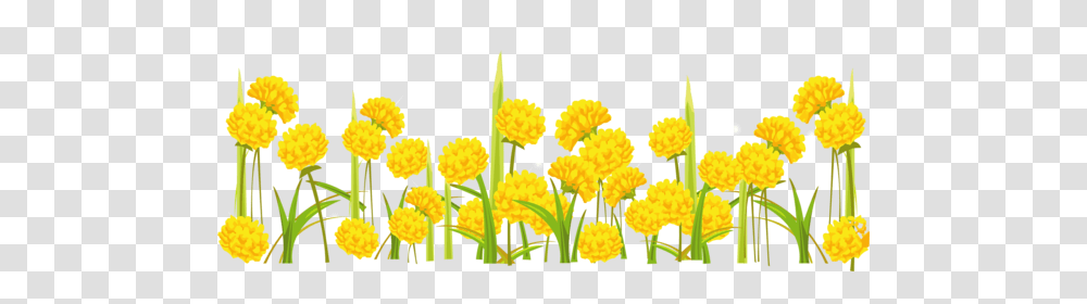 Flower Plant Dandelion Meadow For Yellow Flower Background, Blossom, Pollen, Apiaceae, Mimosa Transparent Png
