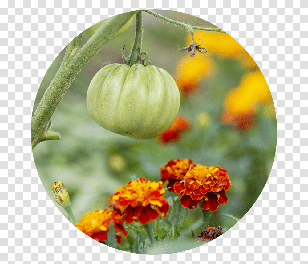 Flower, Plant, Food, Vegetable, Geranium Transparent Png