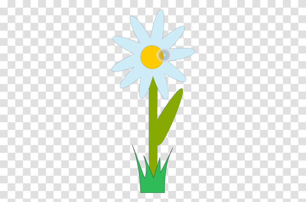 Flower Plant Images, Blossom, Daisy, Daisies, Daffodil Transparent Png