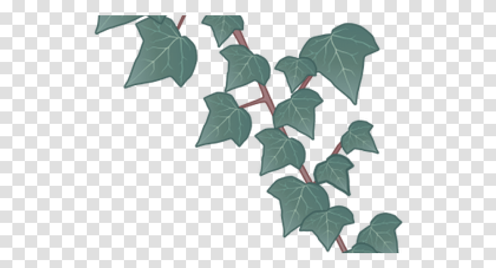 Flower, Plant, Ivy, Tree, Leaf Transparent Png