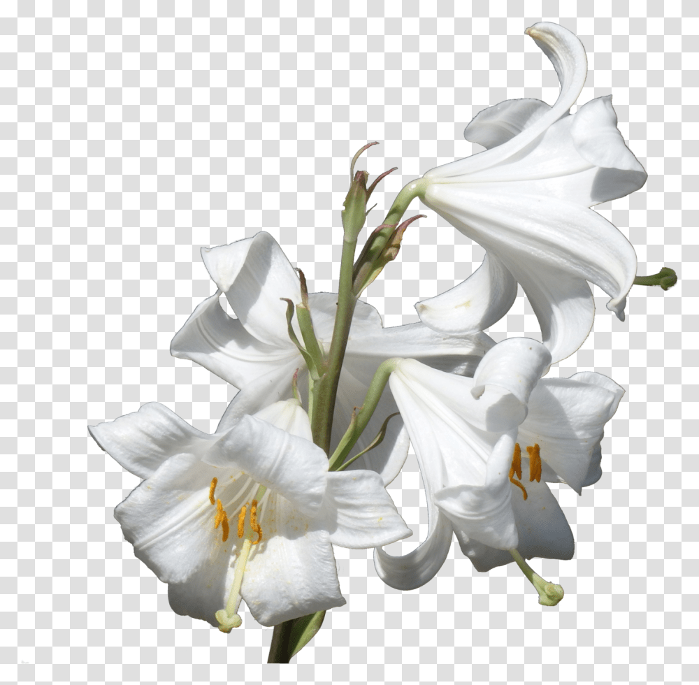 Flower Plant Lilium Candidum Liliaceae Lilies, Blossom, Amaryllidaceae, Amaryllis, Lily Transparent Png