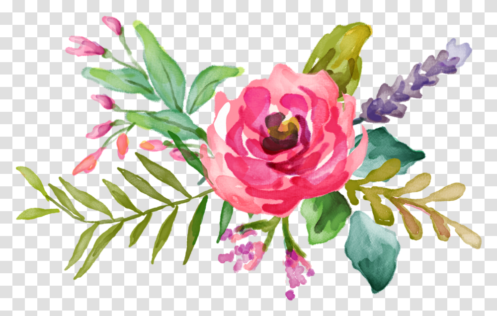 Flower, Plant, Rose, Petal, Floral Design Transparent Png