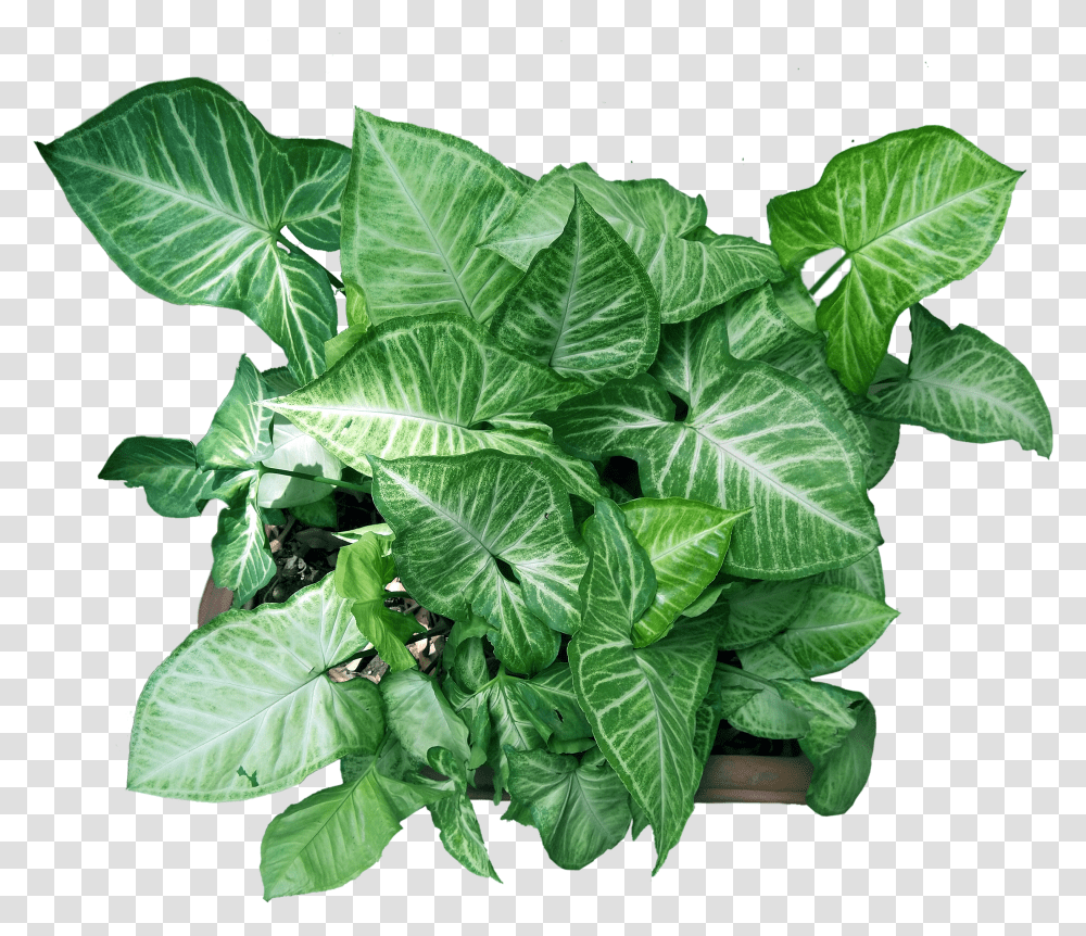 Flower Plant Top Transparent Png