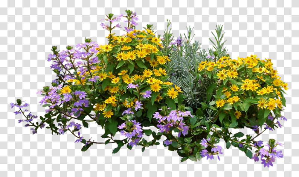 Flower Plant Top View Top View Flower, Blossom, Geranium, Flower Arrangement, Acanthaceae Transparent Png