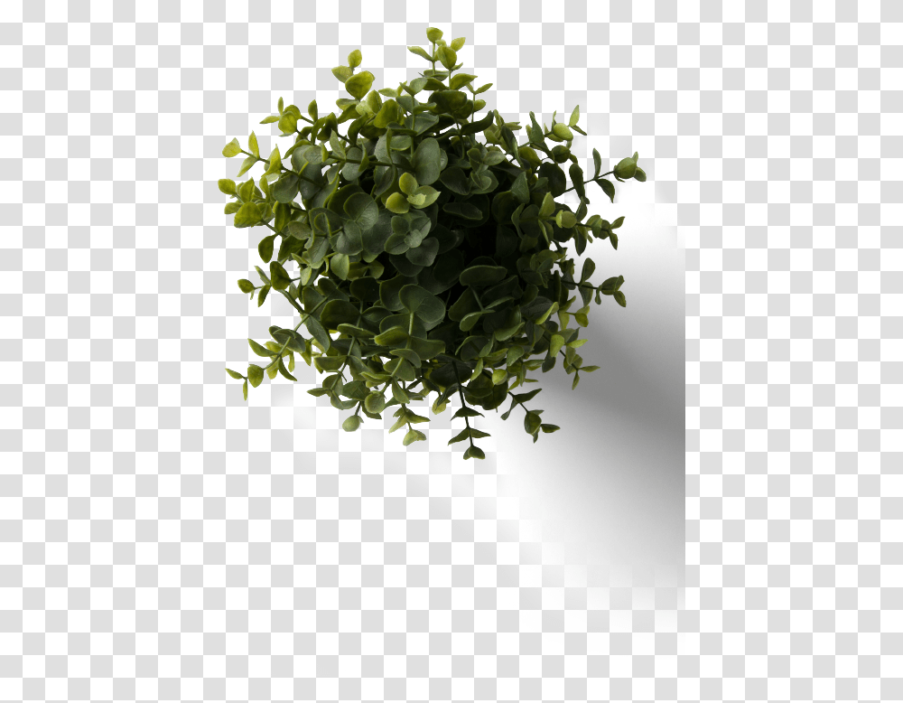 Flower Plant Top View With Flower Plant Top View House Plant With Little Leaves, Leaf, Potted Plant, Vase, Jar Transparent Png
