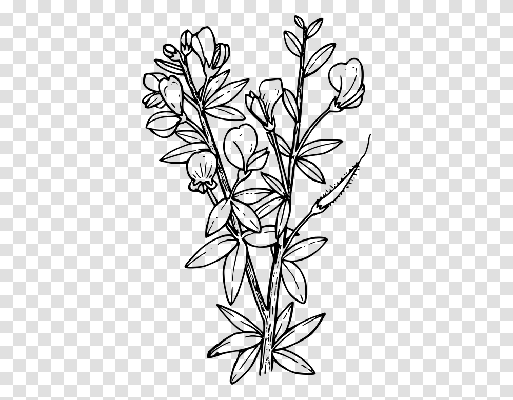 Flower Plant Wild Wildflower Larkspur Coloring Pages, Gray, World Of Warcraft Transparent Png