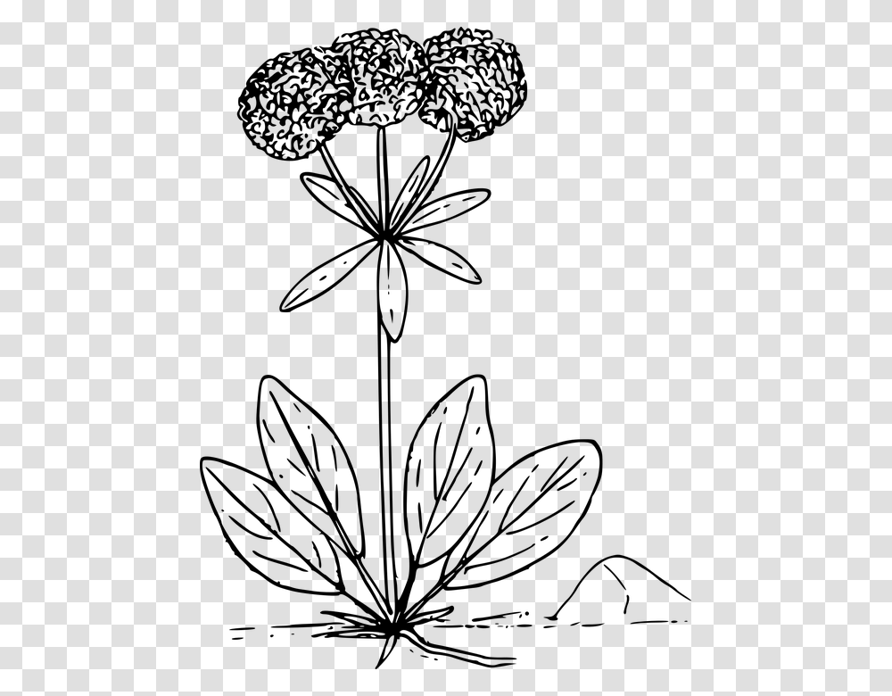 Flower Plant Wild Wildflower Wild Flower Vector, Gray, World Of Warcraft Transparent Png