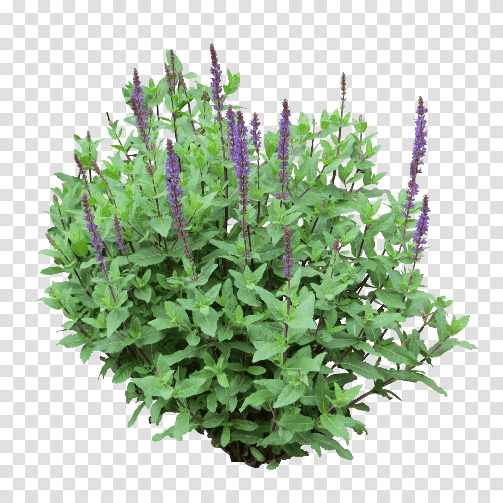 Flower Plants Clip Royalty Free Purple Bush Transparent Png