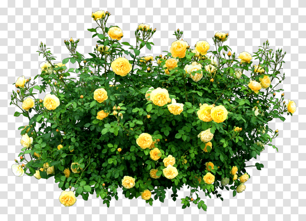 Flower Plants, Rose, Leaf, Potted Plant, Vase Transparent Png