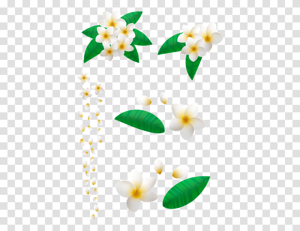 Flower Plumeria Floral Frame Clip Art, Petal, Plant, Chandelier, Daisy Transparent Png