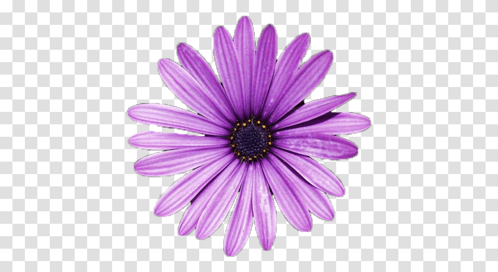 Flower Pngs Daisy Flower, Plant, Daisies, Blossom, Purple Transparent Png