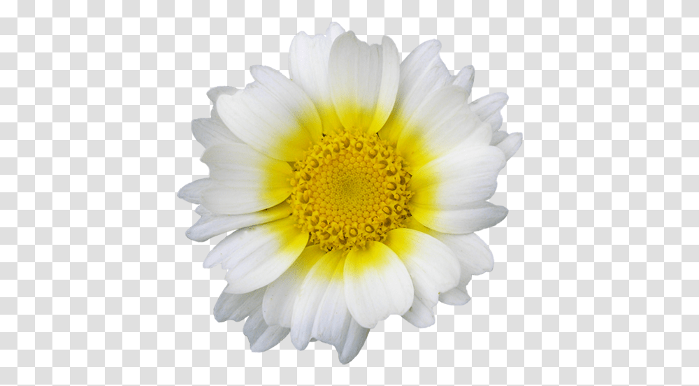 Flower Pngs Flower White Daisy, Plant, Blossom, Daisies, Pollen Transparent Png