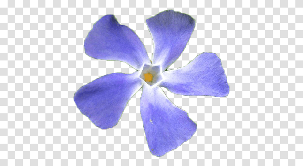 Flower Pngs Periwinkle, Plant, Iris, Blossom, Petal Transparent Png