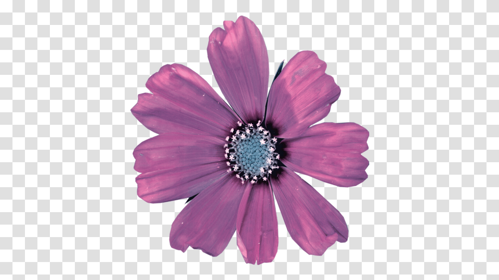 Flower Pngstickers Daisy Sticker By Tiffany African Daisy, Pollen, Plant, Blossom, Daisies Transparent Png
