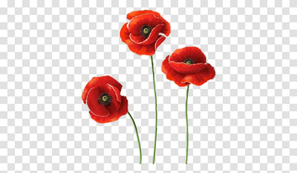 Flower Poppy Images Free Download, Plant, Blossom, Petal, Anemone Transparent Png